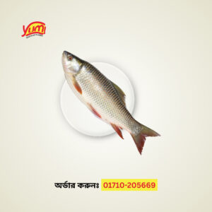 Rui Fish ( 1 kg )