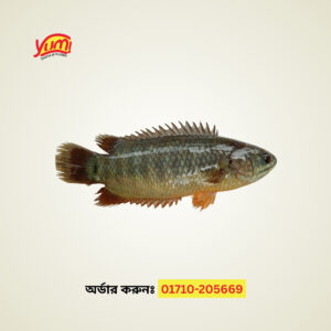 Koi Fish ( 1 kg )