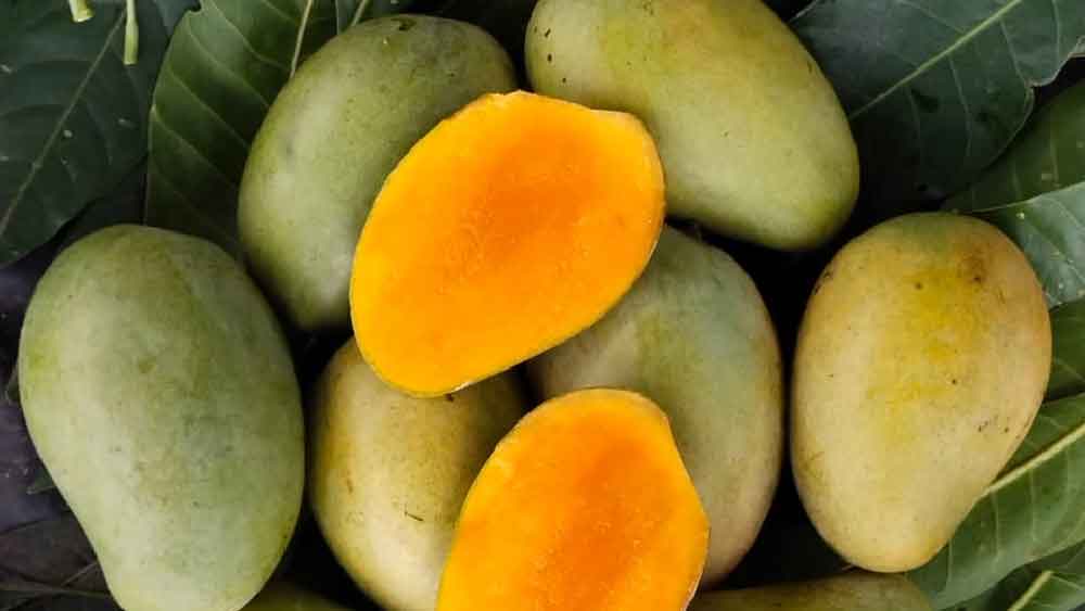 আম্রপালি আম ( স্ট্যান্ডার্ড )