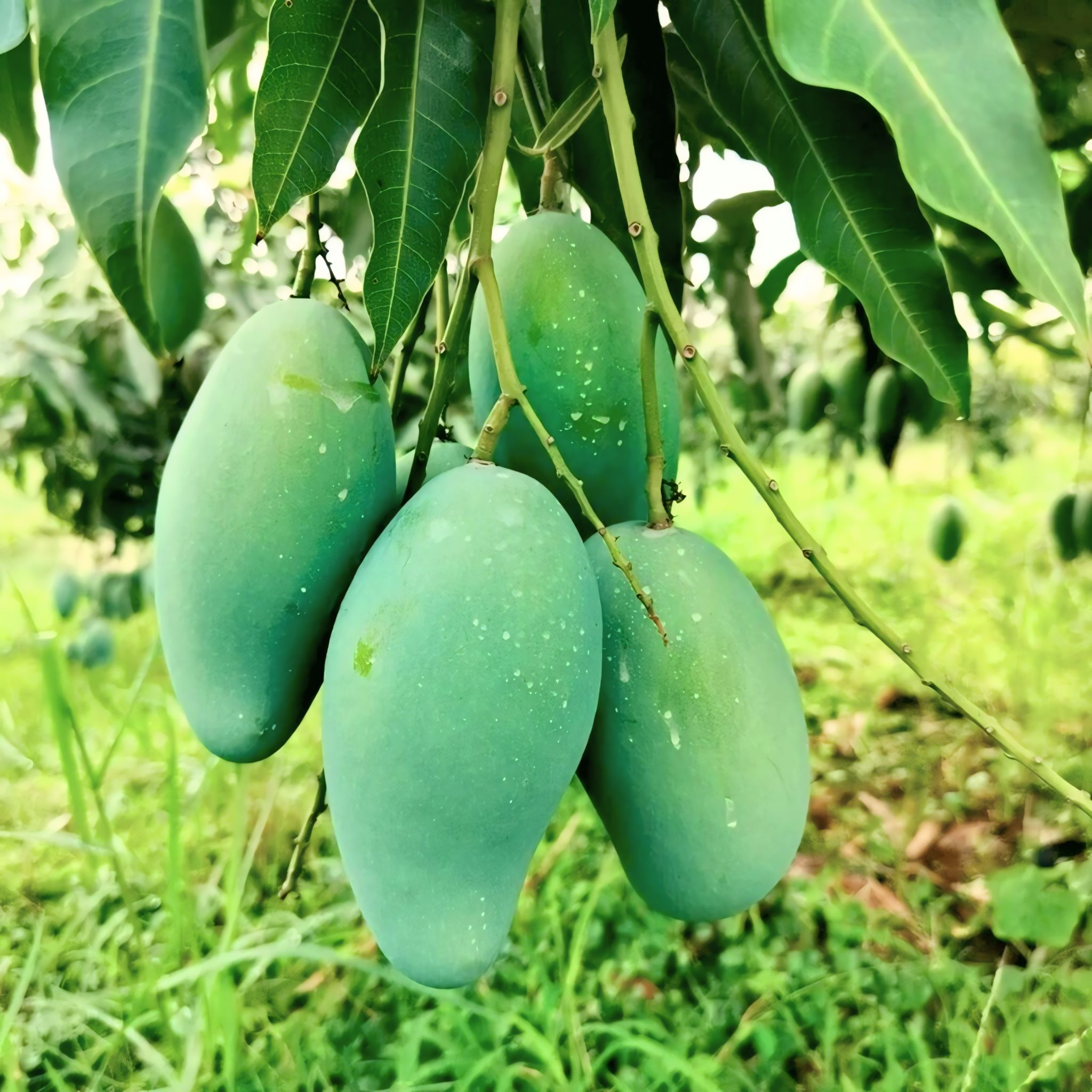 আম্রপালি আম ( স্ট্যান্ডার্ড ) - Image 4