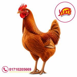 Live Sonali Chicken fresh farm Yum Fresh Food Bangladesh ( Minimum Purchase Is 2.5 Kg.)
