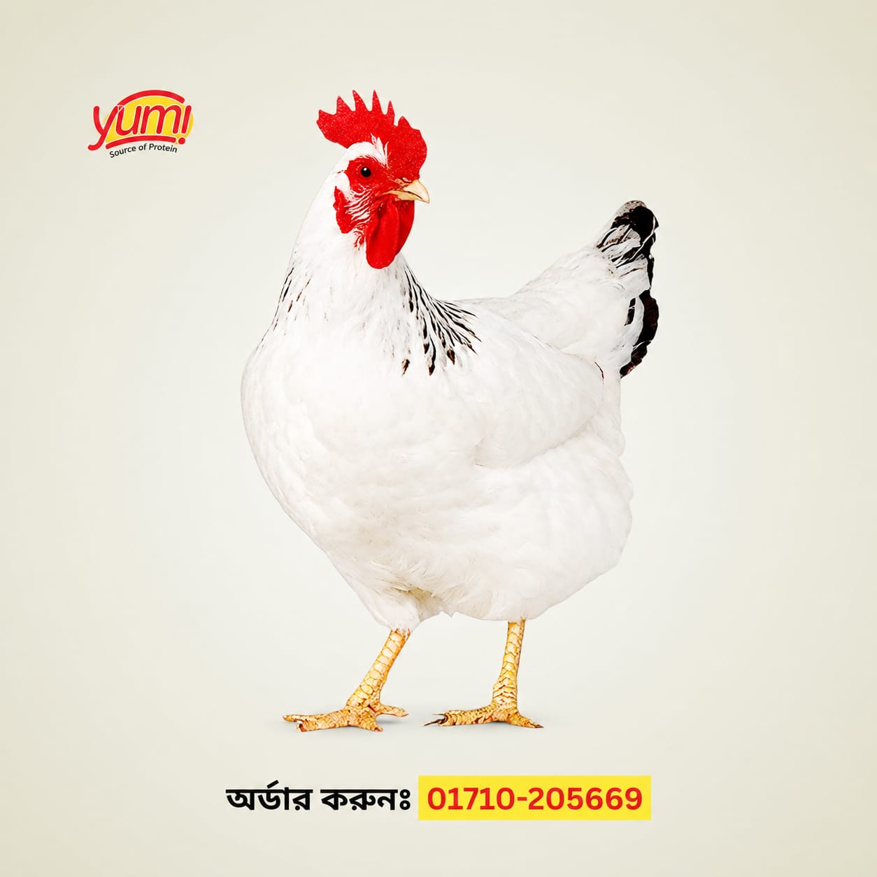 Brown Cock chicken Live ( 1Kg )